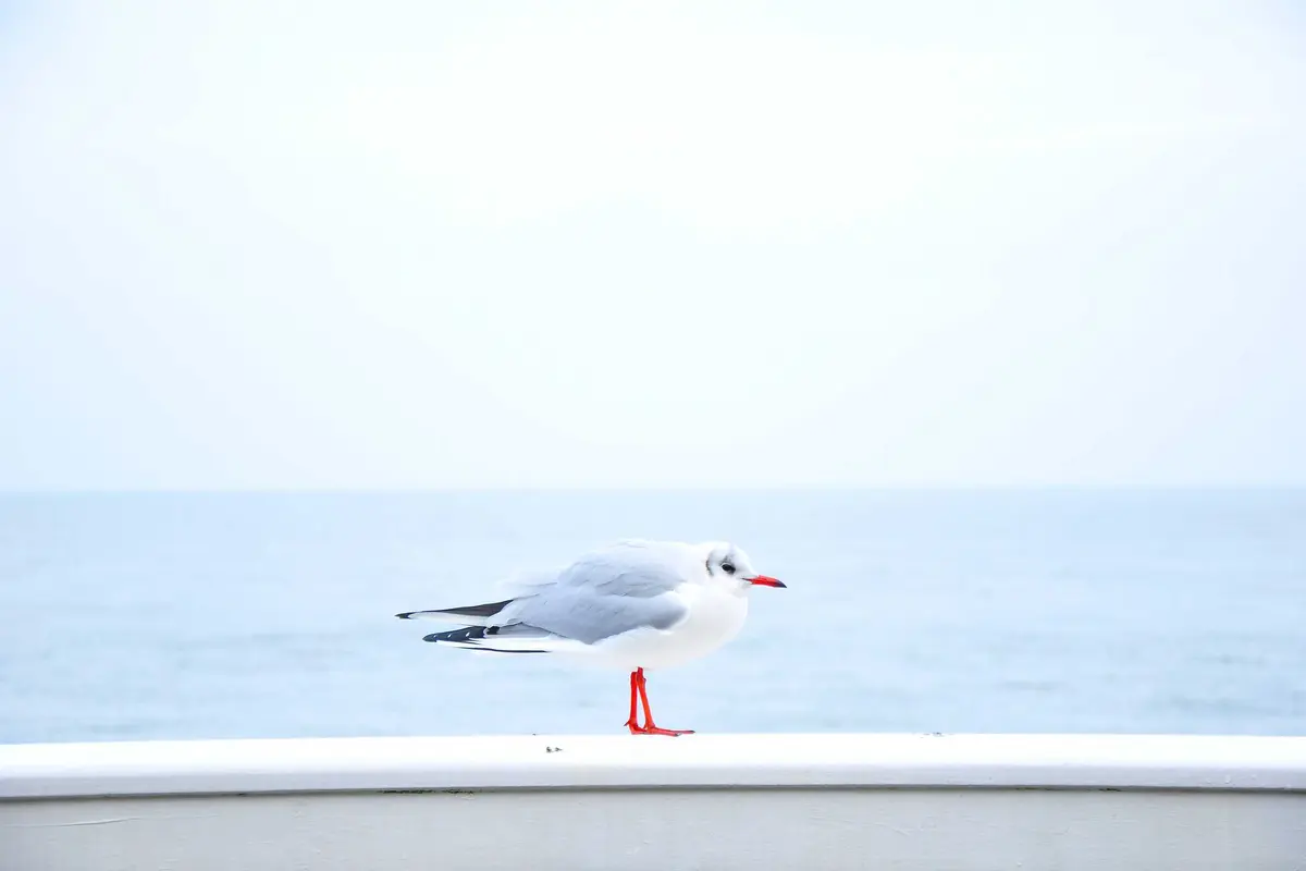 news_image